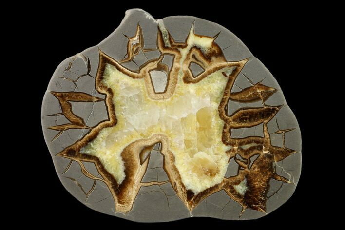Polished Septarian Slab - Utah #150065